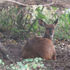 Bushbuck