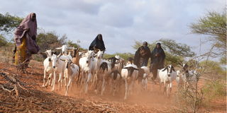 Women herding goats Nunow village, Garissa County