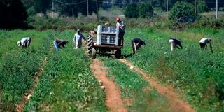 Indian migrant workers Italy