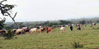 George Mwai farm in Rumuruti