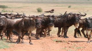 Wildebeests