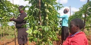 Edwin Rono's farm in Uasing Gishu