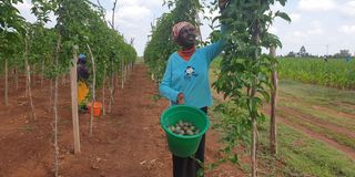 A worker harvesting fruits at Rono's farm.