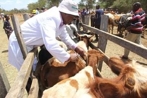 Livestock vaccination