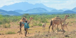 Isiolo attacks