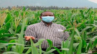 GM maize in Kibos, Kisumu