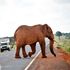 Tsavo National Park elephants