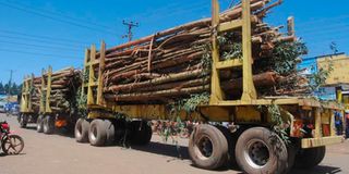 logging