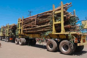 logging