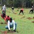 Tree planting