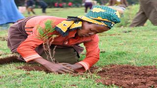 Tree planting