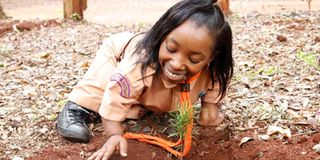 Tree planting 