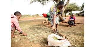 Samburu drought 