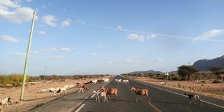 Isiolo herders