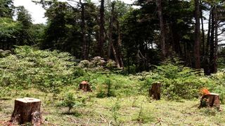 Logging in Kenya