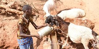 Drought Samburu