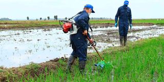 Mwea Irrigation Development Centre 