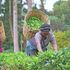 Tea farmers in Kirinyaga 
