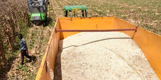 Maize harvesting 