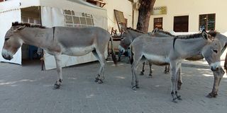 Lamu Island donkeys