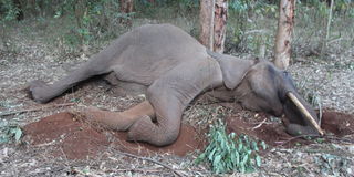 A sick elephant at Imenti Forest. 