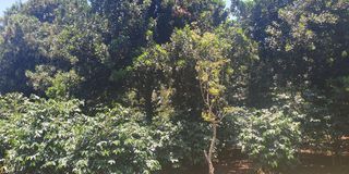 Macadamia and coffee