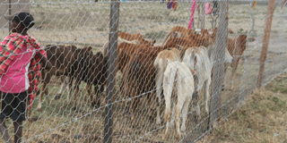 Calves in a predator-proof boma 