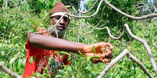 Miraa farmer