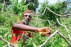 Miraa farmer