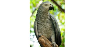 African grey parrot