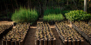 Arabuko-Sokoke Forest. 