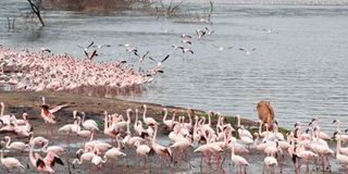 Lake Bogoria