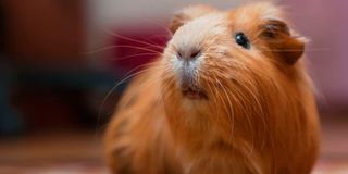 Guinea pig