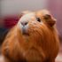 Guinea pig
