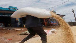 Maize harvest 