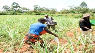 Farmers applying fertiliser 