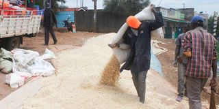 Drying maize