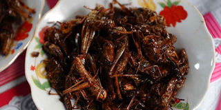 fried grasshoppers