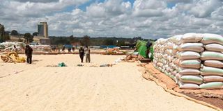 Drying maize