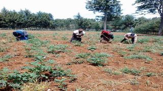 Potato farm