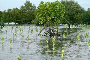 Newly planted trees at a mangrove site