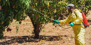 spraying his mango crop