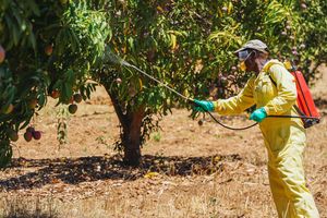 spraying his mango crop