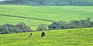 Tea plantation 