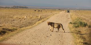 Amboseli