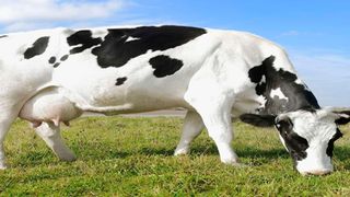 Grazing cow