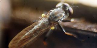  tsetse fly