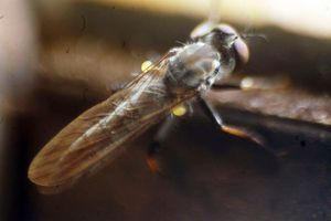 tsetse fly