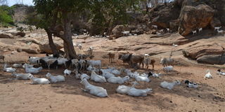 Tharaka Nithi livestock