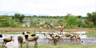 Isiolo herders